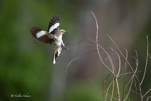 photo of a mockingbird landing on a branch