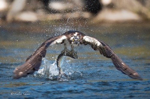 osprey with fish