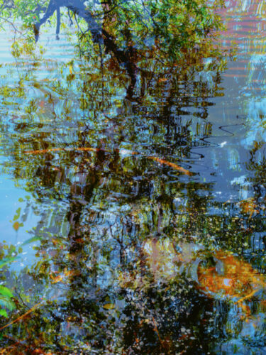 abstract nature photo
