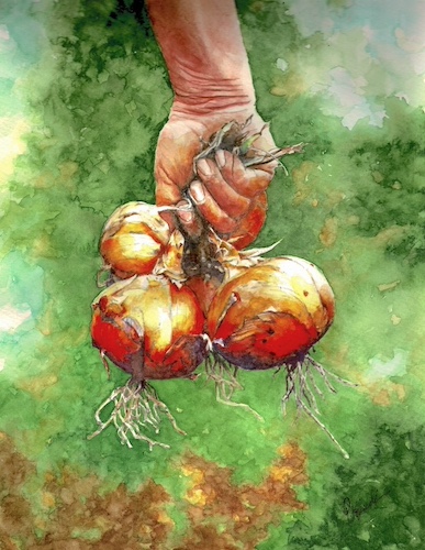 watercolor painting picking onions