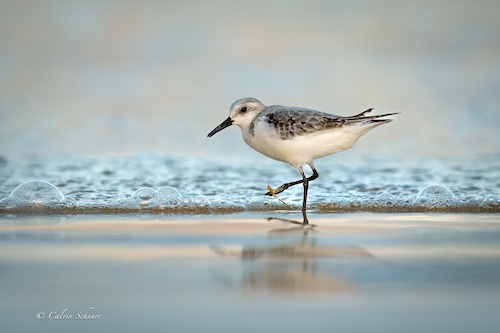 sanderling