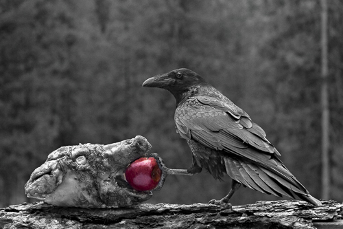 black and white photo of a crow with red apple