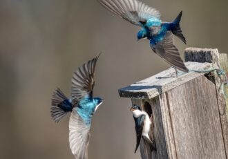 birds defending nest