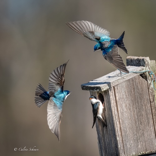 birds defending nest