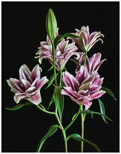 photo of a bunch of lilies